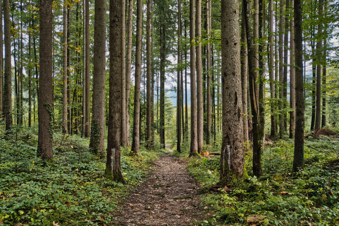 Waldleistungen in Wert setzen: Viele Private werden motiviert